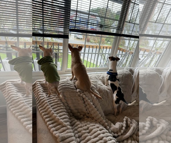 Medium Photo #6 Cheagle Puppy For Sale in Arlington, WA, USA