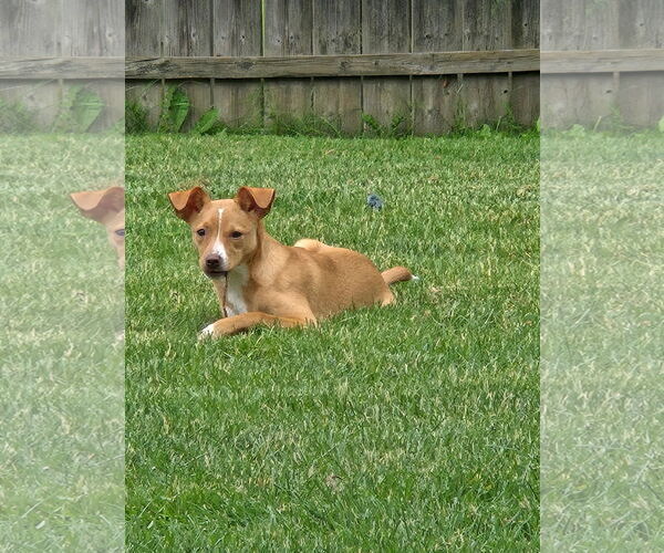 Medium Photo #1 Jack Chi Puppy For Sale in Fort Wayne, IN, USA