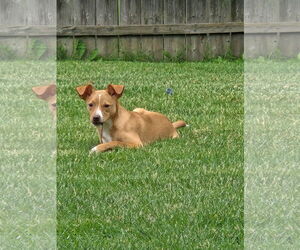 Jack Chi Dogs for adoption in Fort Wayne, IN, USA