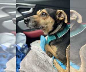 Miniature Pinscher-Unknown Mix Dogs for adoption in Aurora, IN, USA
