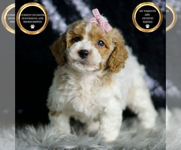 Medium Photo #1 Goldendoodle (Miniature) Puppy For Sale in WARSAW, IN, USA
