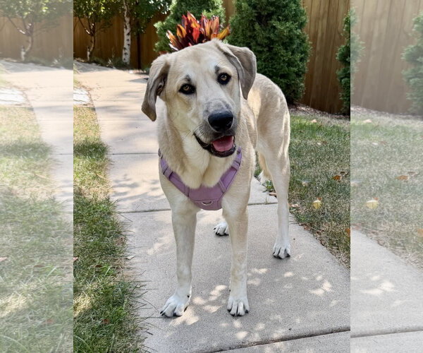 Medium Photo #6 Mutt Puppy For Sale in St. Louis Park, MN, USA
