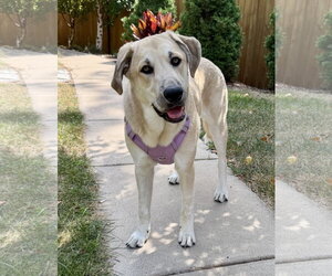 Sweet Pea - Female Mutt Dog for Adoption - Photo #6