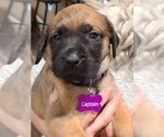 Puppy 2 Mastador-Mastiff Mix