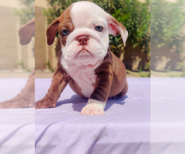 Medium Photo #28 English Bulldog Puppy For Sale in LAS VEGAS, NV, USA