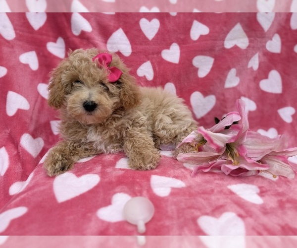 Medium Photo #4 Bichpoo Puppy For Sale in LAKELAND, FL, USA