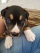 Small Photo #1 Siberian Husky-Staffordshire Bull Terrier Mix Puppy For Sale in OAKDALE, CT, USA