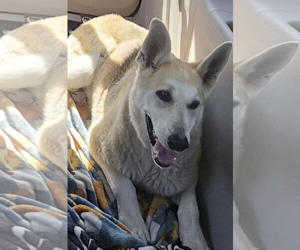 Medium Photo #10 Mutt Puppy For Sale in Germantown, OH, USA