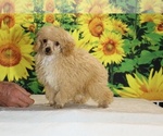 Pretzel - Male Poodle (Toy) Puppy for Sale - Photo #2