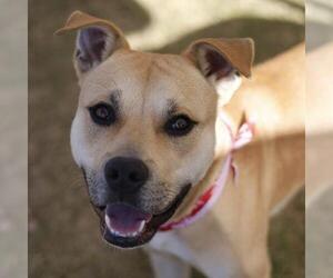 Black Mouth Cur-Unknown Mix Dogs for adoption in San Antonio, TX, USA