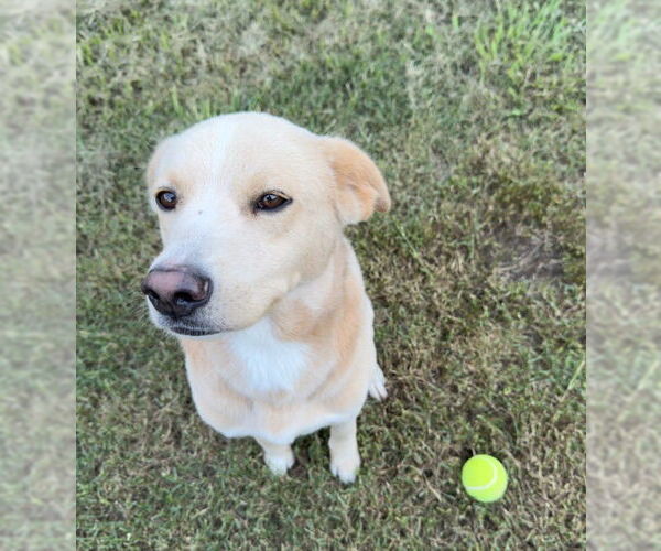 Medium Photo #3 Mutt Puppy For Sale in Woodbury, NY, USA