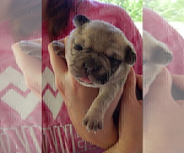 Medium Photo #8 French Bullhuahua Puppy For Sale in SPRAGGS, PA, USA