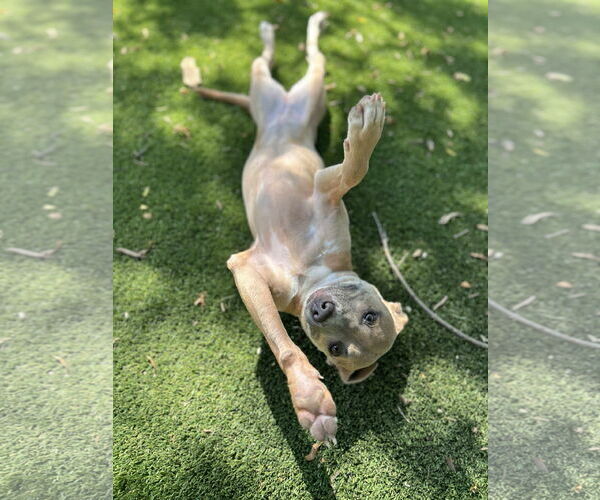 Medium Photo #2 Mutt Puppy For Sale in Dallas, TX, USA