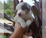 Small Photo #4 Australian Shepherd Puppy For Sale in GIBSONTON, FL, USA