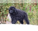 Small #26 Poodle (Toy)