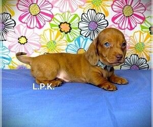 Dachshund Puppy for sale in WINNSBORO, LA, USA