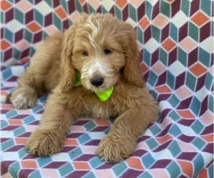 Goldendoodle Puppy for sale in LANCASTER, PA, USA