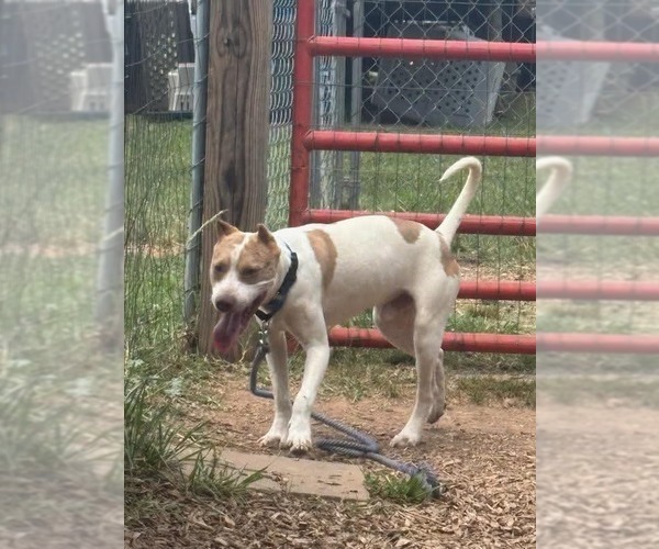 Medium Photo #3 Mutt Puppy For Sale in Rustburg, VA, USA