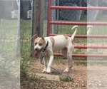 Small Photo #3 Mutt Puppy For Sale in Rustburg, VA, USA