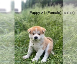 Akita Puppy for sale in Laval, Quebec, Canada