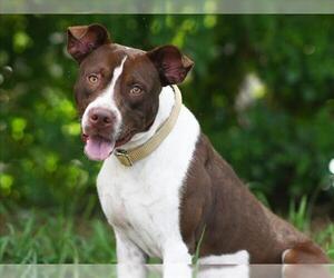 American Pit Bull Terrier-Unknown Mix Dogs for adoption in Tavares, FL, USA