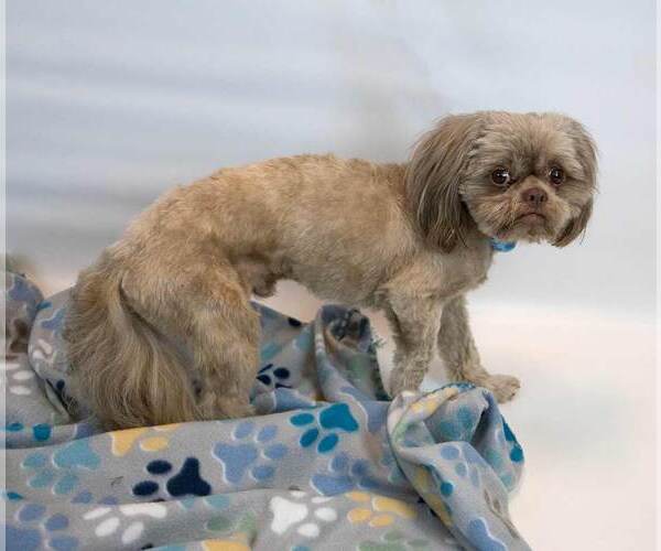 Medium Photo #5 Shih Tzu Puppy For Sale in Kennesaw, GA, USA