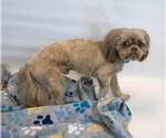 Small #4 Shih Tzu