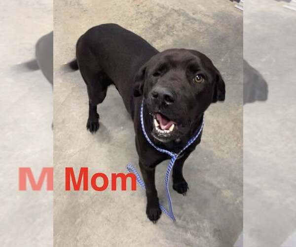Medium Photo #2 Labrador Retriever-Unknown Mix Puppy For Sale in Lee's Summit, MO, USA