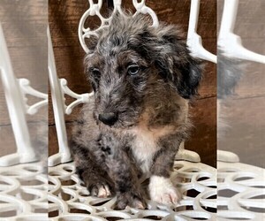 Goldendoodle (Miniature) Puppy for sale in IPSWICH, MA, USA