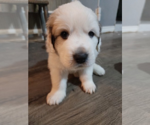 Medium Photo #7 Great Pyrenees Puppy For Sale in LAS VEGAS, NV, USA