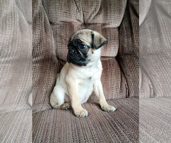 Medium Photo #2 Pug Puppy For Sale in SAINT PAUL, MN, USA