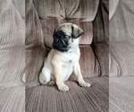 Small #1 Pug