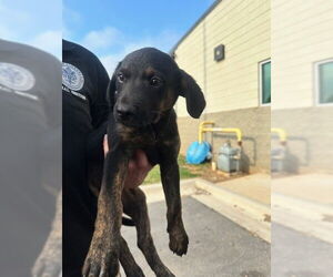 German Shepherd Dog-Unknown Mix Dogs for adoption in SHERBURNE, NY, USA