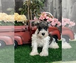 Small #2 Schnauzer (Miniature)