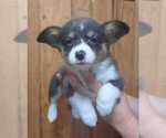 Small Photo #5 Pembroke Welsh Corgi Puppy For Sale in COTTAGEVILLE, SC, USA