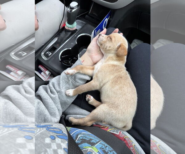 Medium Photo #5 Mutt Puppy For Sale in Holly Springs, NC, USA