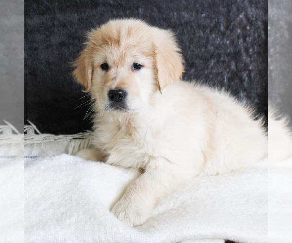 Medium Photo #1 English Cream Golden Retriever Puppy For Sale in MANHEIM, PA, USA