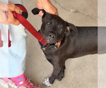 Small #15 Mutt