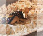 Small Photo #1 Chiweenie Puppy For Sale in Albuquerque, NM, USA