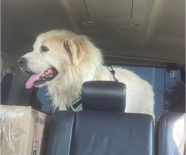 Medium Photo #3 Great Pyrenees Puppy For Sale in Spring, TX, USA