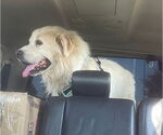 Small #2 Great Pyrenees