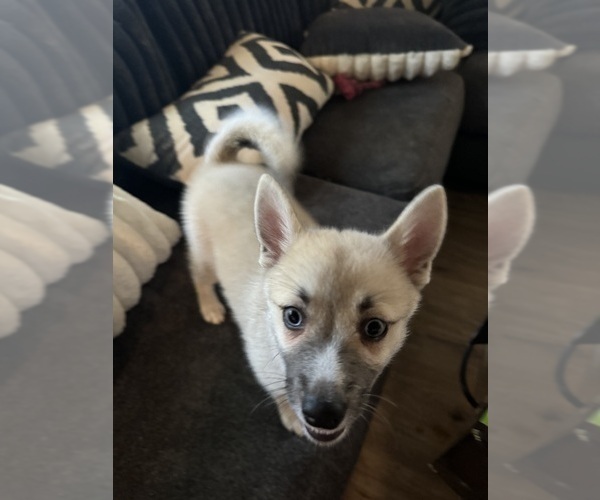 Medium Photo #94 Pomsky Puppy For Sale in LOVELAND, CO, USA