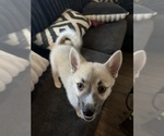 Small #93 Pomsky