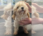Small #2 Maltipoo (Toy)