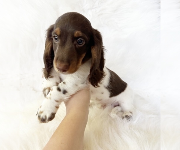 Medium Photo #3 Dachshund Puppy For Sale in DAVIS, CA, USA