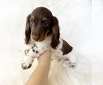 Small #2 Dachshund