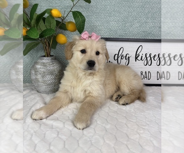 Medium Photo #5 Golden Retriever Puppy For Sale in FRANKLIN, IN, USA