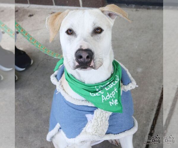 Medium Photo #7 Labrador Retriever-Unknown Mix Puppy For Sale in Washington, DC, USA