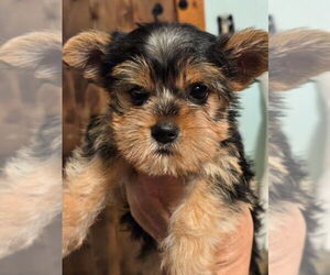 Yorkshire Terrier Puppy for sale in PITTSBURG, KS, USA