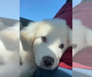 Great Pyrenees Dogs for adoption in Columbus, IN, USA